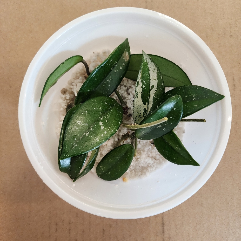 Hoya carnosa china wilbur graves cuttings (bare rooted)